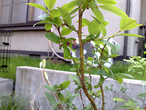 200906271230s.jpg