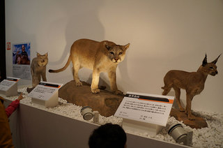 DSC01254s.jpg
